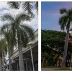 Hawaii Pacific University Review (13)